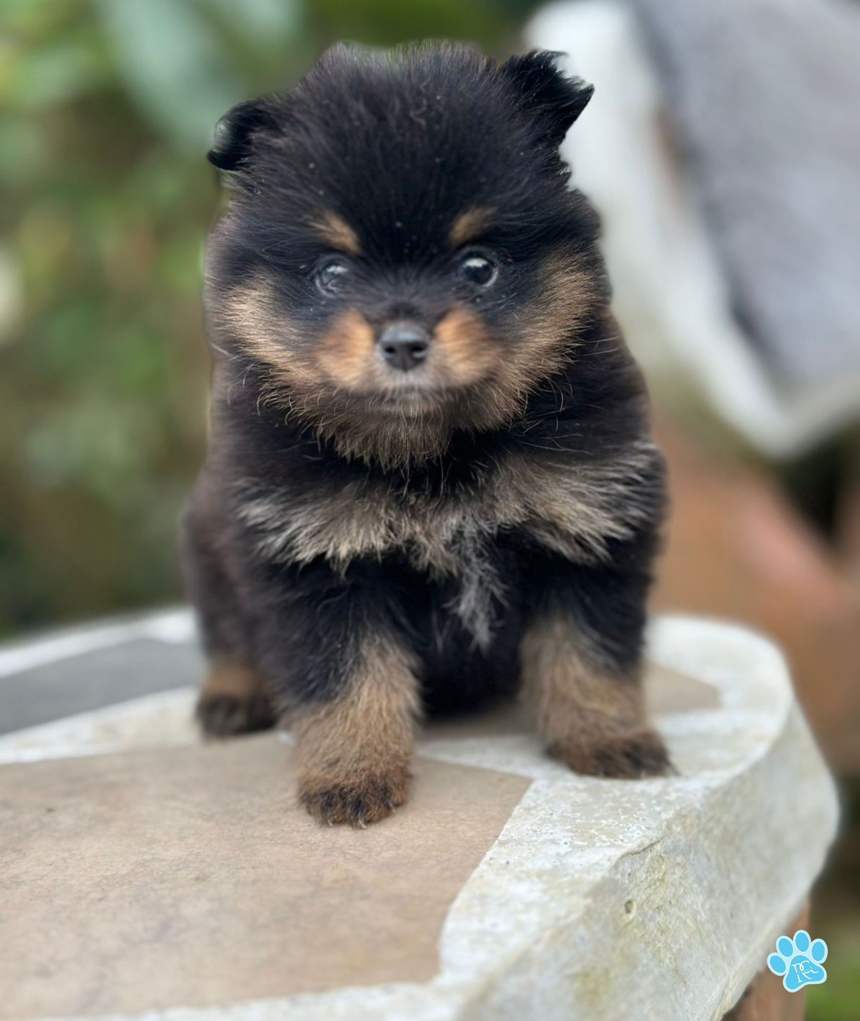 Pomerania